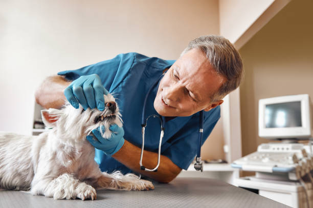 Best Emergency Tooth Extraction in Primera, TX